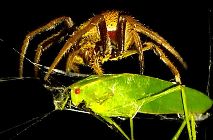 A spider destroys a grasshopper